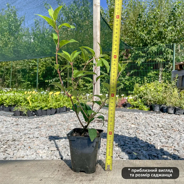 Саженцы Гортензии метельчатой Фрайз Мельба (Hydrangea paniculata Fraise Melba) Р9 - изображение 4