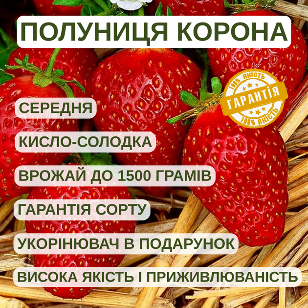 Саджанці полуниці (розсада) Корона - середня, соковита, ароматна - зображення 5