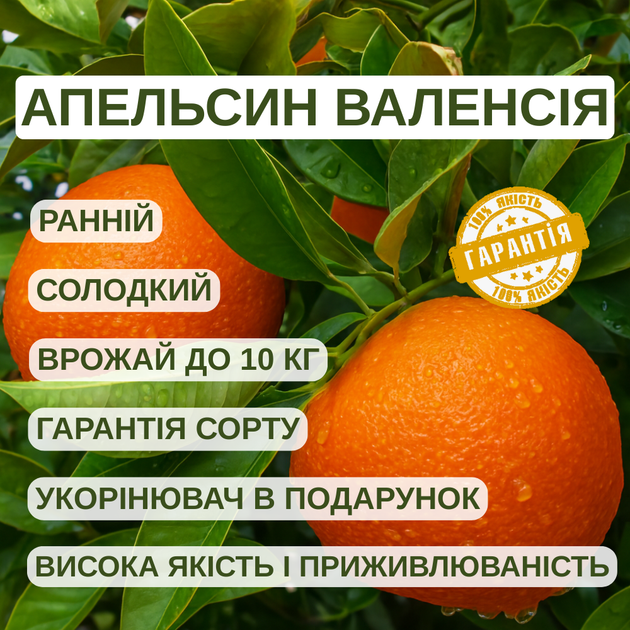 Саженцы апельсина Валенсия - ранний, ароматный, сладкий - Фото 5 Саженцы апельсина Валенсия - ранний, ароматный, сладкий - изображение 5
