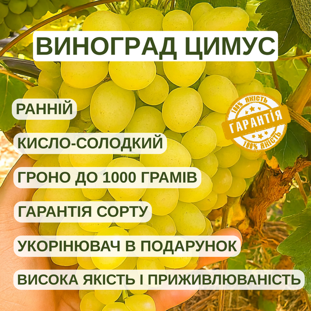 Саженцы Винограда Цимус - сверхранний, мускатный, урожайный - изображение 5