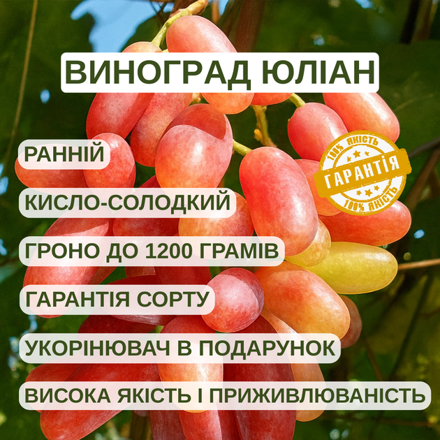 Саджанці Винограду Юліан - дуже раннього строку, великоплідний, морозостійкий - зображення 4