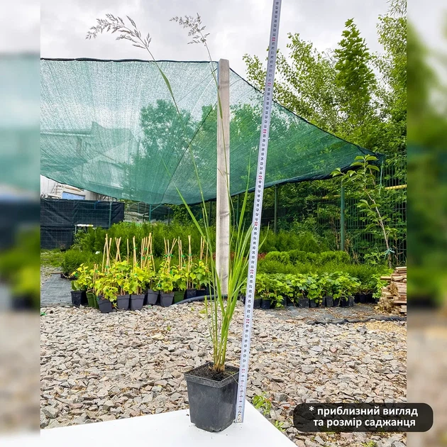 Саженцы Вейника остроцветкового Карл Форстер (Calamagrostis acutiflora Karl Foerster) Р9 - Фото 5 Саженцы Вейника остроцветкового Карл Форстер (Calamagrostis acutiflora Karl Foerster) Р9 - изображение 5