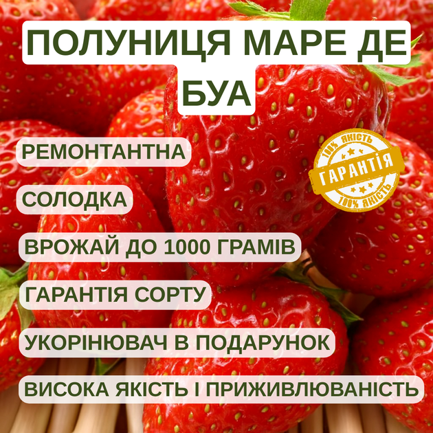 Саджанці полуниці (розсада) Маре де Буа (Mara des Bois) - ремонтантна, урожайна, солодка (в касеті) - зображення 4