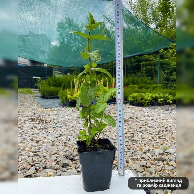 Саженцы Мяты Мохито (Mentha nemorosa Mokhito / Mojito) P9 - изображение 3