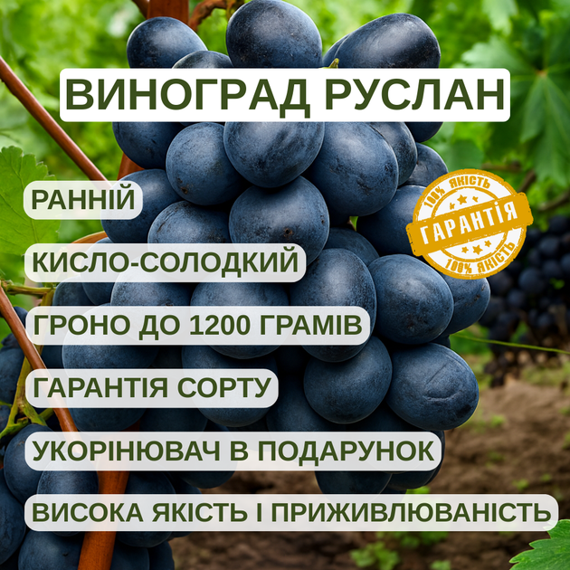 Саджанці Винограду Руслан - раннього терміну, великоплідний, морозостійкий - зображення 4