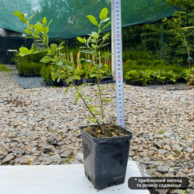 Саженцы Пираканты ярко-красной Оранж Глоу (Pyracantha coccinea Orange Glow) Р9 - изображение 2