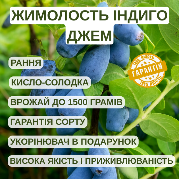 Саджанці жимолості їстівної Індіго Джем - рання, урожайна, посухостійка (3-х річка) С1.5 - зображення 3