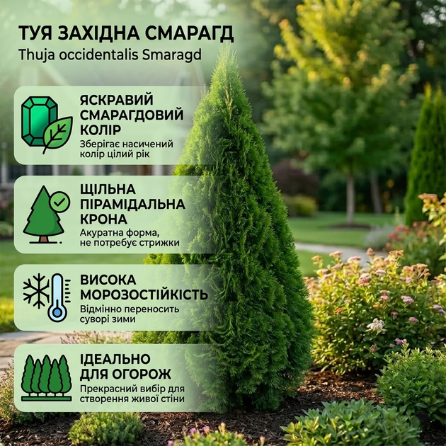 Саженцы Туи западной Смарагд (Thuja occidentalis Smaragd) 3-х летняя С1.5 - изображение 8