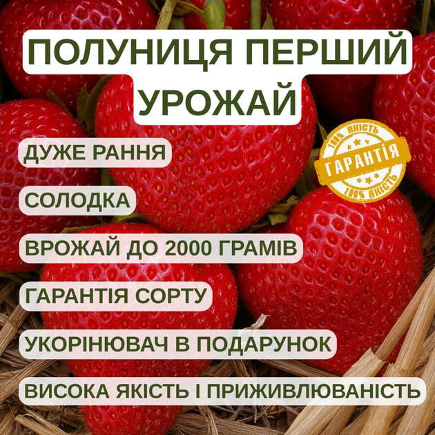 Саджанці полуниці (розсада) Перший Урожай - дуже рання, солодка, великоплідна - зображення 5
