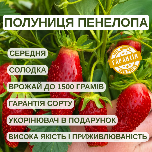 Саджанці суницеполуниці Пенелопа - середня, солодка, ароматна - изображение 5