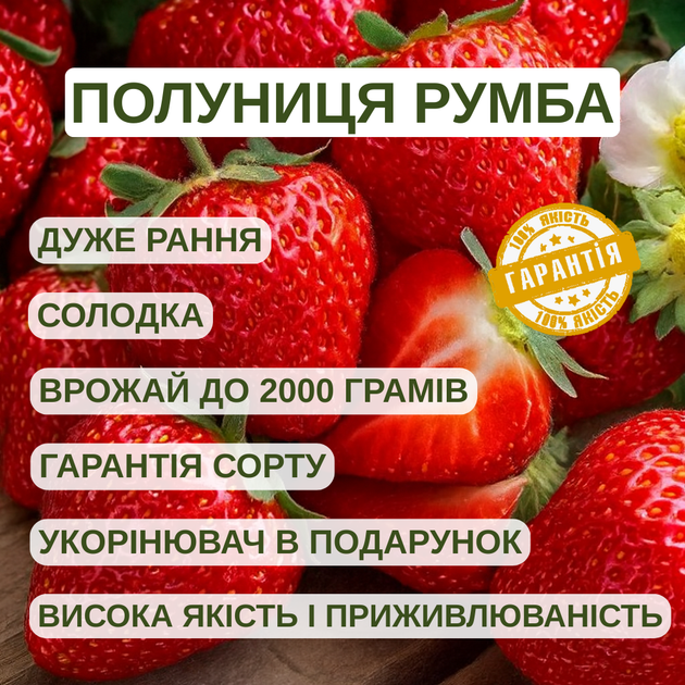Саджанці полуниці в касеті Румба - дуже рання, солодка, крупноплідна (в касеті) + Подарунок - изображение 4