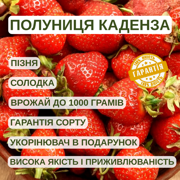 Саджанці полуниці (розсада) Каденза (Cadenza) - пізня, ароматна, солодка - изображение 4
