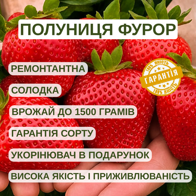 Саджанці полуниці в касеті Фурор - ремонтантна, крупноплідна, соковита (в касеті) + Подарунок - зображення 4