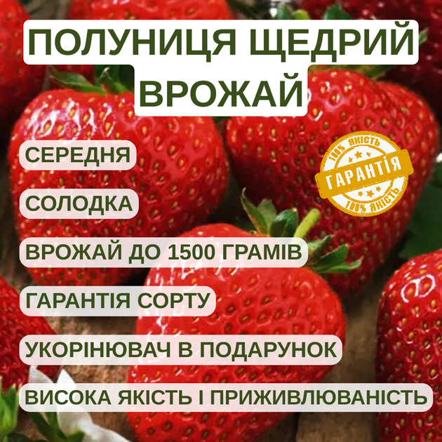 Саджанці полуниці (розсада) Щедрий Урожай - середньо-рання, великоплідна, високоврожайна - изображение 5