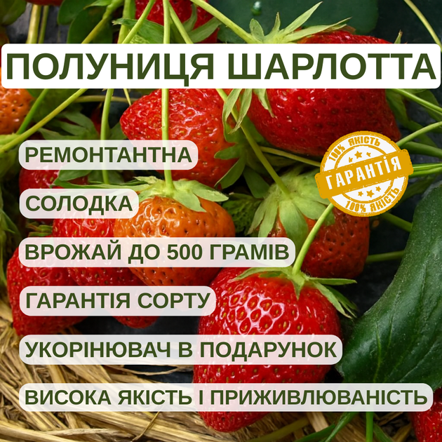Саджанці клубниці в касеті Шарлотта (Charlotte Strawberry) - ремонтантна, врожайна, морозостійка (в касеті) + Подарок - зображення 4