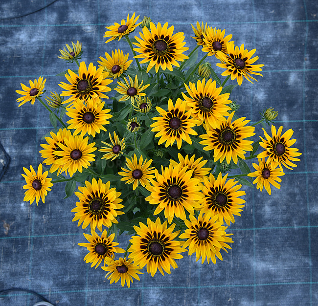 Рудбекія гібридна Смайліз ПАТІ. (Rudbeckia x hybrida SmileyZ Party) С5 - зображення 2