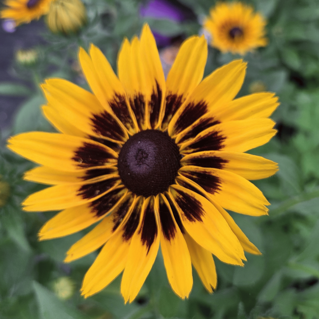 Рудбекія гібридна Смайліз ПАТІ. (Rudbeckia x hybrida SmileyZ Party) С5 - зображення 3