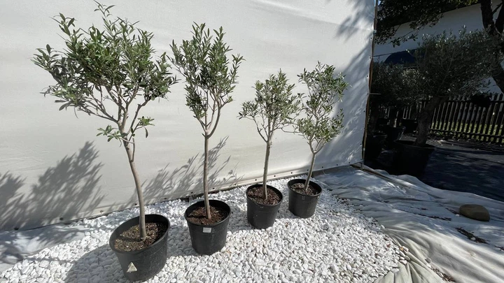 Оливкове дерево європейське Olea Europaea "Pequeno", висота 100–140 см, жива олива в горщику. Іспанія - зображення 2