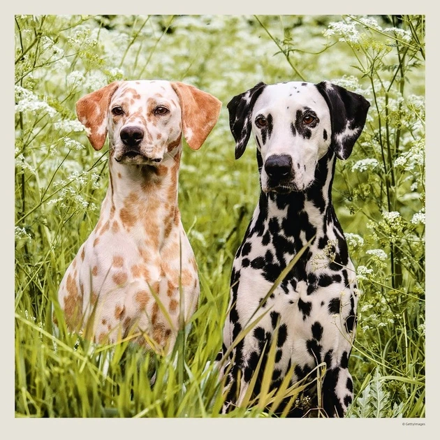 Календарь настенный Helma 2027 Dogs, 30x30 см (LP02-27) - Фото 9 Календарь настенный Helma 2027 Dogs, 30x30 см (LP02-27) - изображение 9