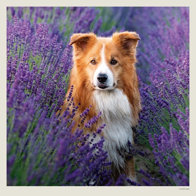 Календарь настенный Helma 2027 Dogs, 30x30 см (LP02-27) - Фото 12 Календарь настенный Helma 2027 Dogs, 30x30 см (LP02-27) - изображение 12