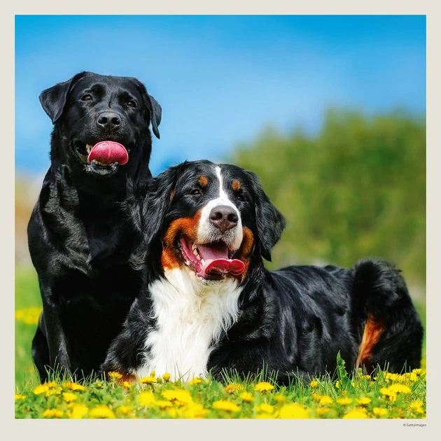 Календарь настенный Helma 2027 Dogs, 30x30 см (LP02-27) - Фото 14 Календарь настенный Helma 2027 Dogs, 30x30 см (LP02-27) - изображение 14