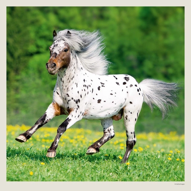 Календарь настенный Helma 2027 Horses, 30x30 см (LP03-27) - Фото 11 Календарь настенный Helma 2027 Horses, 30x30 см (LP03-27) - изображение 11