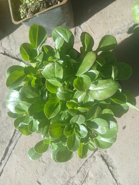 Гіпсофіла волотиста Плена Вайт. Gypsophila paniculata Plena White Р9 - зображення 5