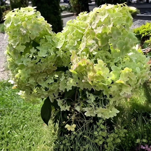 Гортензия метельчатая «Металлика» - гигант (Hydrangea paniculata Metallica) Р9 - изображение 4