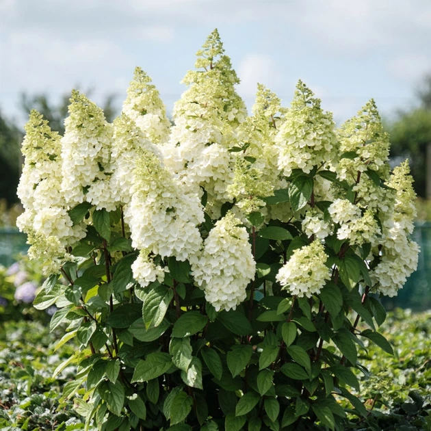Гортензія волотиста Меджикал Кіліманджаро. (Hydrangea paniculata Magical Kilimanjaro) Р9 - Фото 2 Гортензія волотиста Меджикал Кіліманджаро. (Hydrangea paniculata Magical Kilimanjaro) Р9 - зображення 2