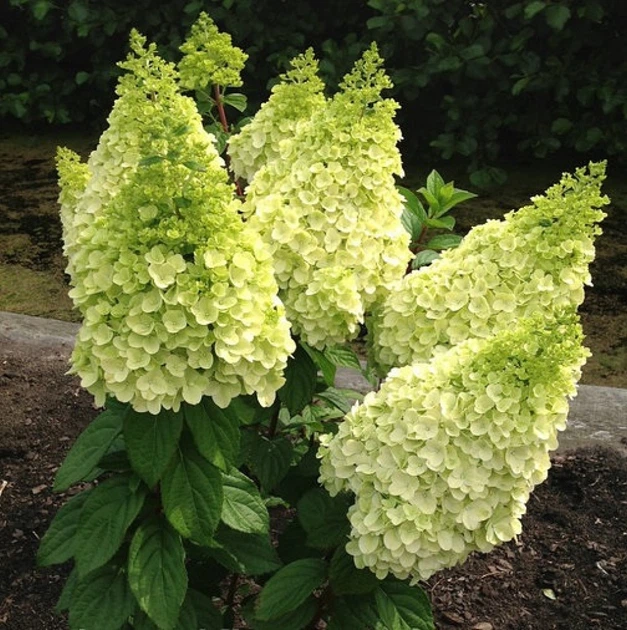 Гортензія волотиста Меджикал Кіліманджаро. (Hydrangea paniculata Magical Kilimanjaro) Р9 - Фото 3 Гортензія волотиста Меджикал Кіліманджаро. (Hydrangea paniculata Magical Kilimanjaro) Р9 - зображення 3