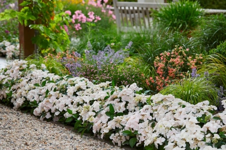 Гортензия ампельная Сбежавшая невеста. (Hydrangea hybrid Runaway Bride) Р9 - изображение 5
