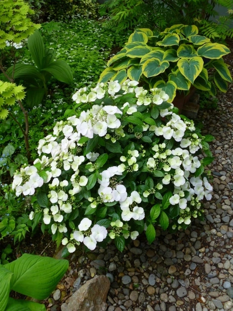 Гортензия ампельная Сбежавшая невеста. (Hydrangea hybrid Runaway Bride) Р9 - изображение 6