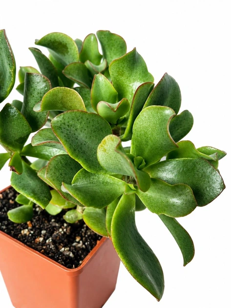 Сукулент Крассула Хвилястий Нефрит (Crassula Arborescens) (s015m) - Фото 2 Сукулент Крассула Хвилястий Нефрит (Crassula Arborescens) (s015m) - зображення 2