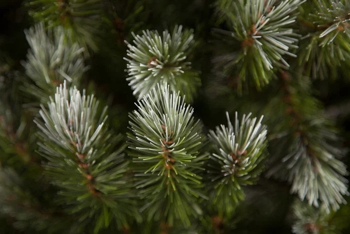 Сосна TriumphTree ПВХ 230 см зелена з інеєм та шишками - зображення 9