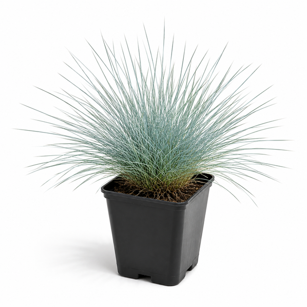 Вівсянниця сиза (костриця сиза) Festuca glauca, саджанець у горщику 0,5 л - зображення 5