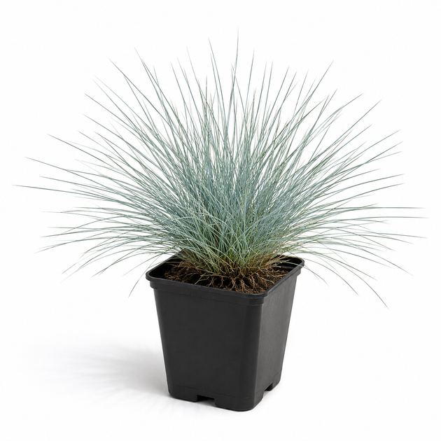 Вівсянниця сиза (костриця сиза) Festuca glauca, саджанець у горщику 0,5 л - зображення 7