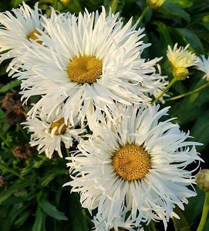 Саджанці Ромашки Крейзі Дейзі (Leucanthemum superbum або Leucanthemum maximum 'Crazy Daisy') в 0.5л горщиках - зображення 2