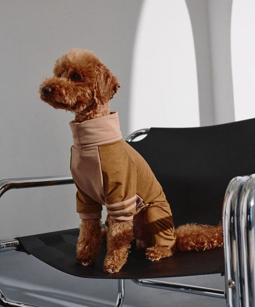 Костюм Dogsbomba Спорт коричневий D-217 розмір 6 (2000000086156) - Фото 1 Костюм Dogsbomba Спорт коричневий D-217 розмір 6 (2000000086156) - изображение 1