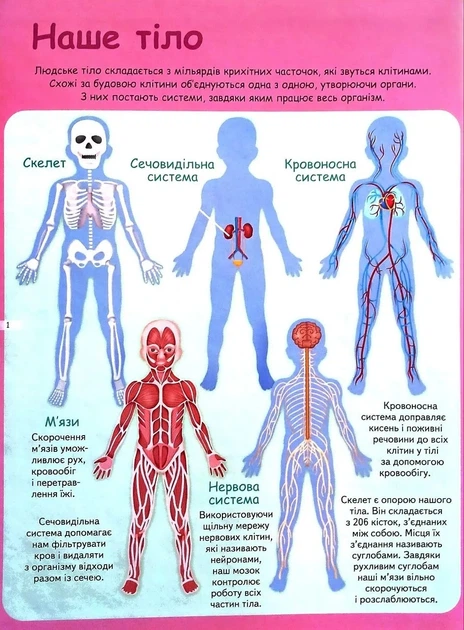 Тіло людини. Енциклопедія. Понад 250 фактів - Барзотті І. - 978-617-883-312-1 - Фото 2 Тіло людини. Енциклопедія. Понад 250 фактів - Барзотті І. - 978-617-883-312-1 - изображение 2