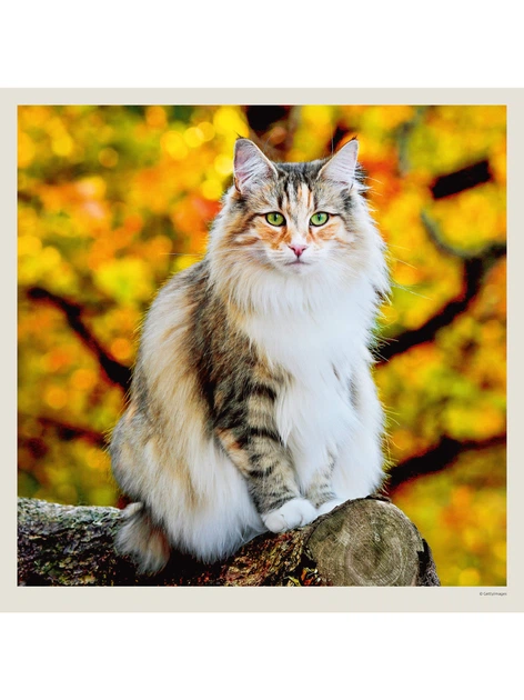 Календарь настенный 2027 HELMA 30 x 30 см Cats (LP01-27) 8596641041714 - Фото 2 Календарь настенный 2027 HELMA 30 x 30 см Cats (LP01-27) 8596641041714 - изображение 2