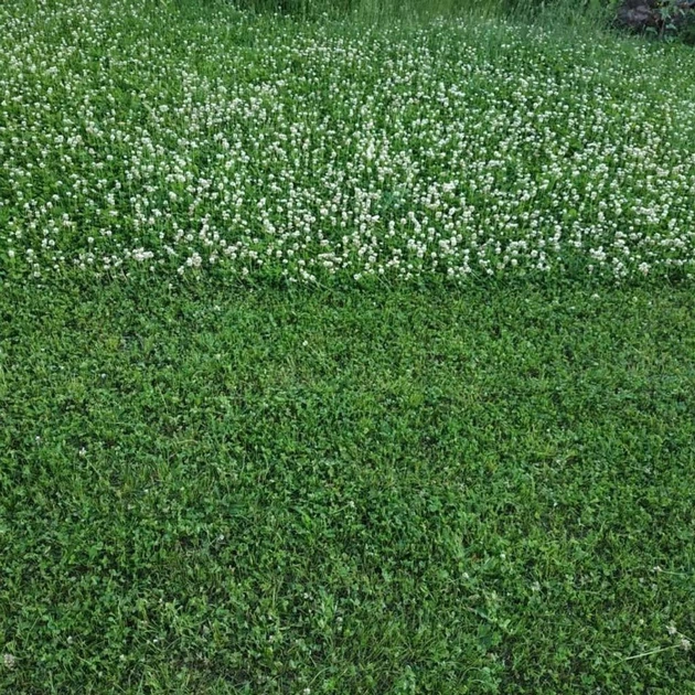 Насіння білої конюшини Рівендел GrassNature, 5 кг – для газону, сидерату і медоносу - Фото 14 Насіння білої конюшини Рівендел GrassNature, 5 кг – для газону, сидерату і медоносу - зображення 14