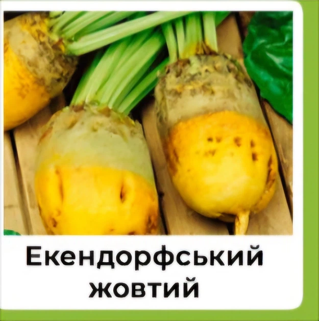 Семена свеклы кормовой GSN Semences Эккендорфская желтая 100 г - Фото 4 Семена свеклы кормовой GSN Semences Эккендорфская желтая 100 г - изображение 4