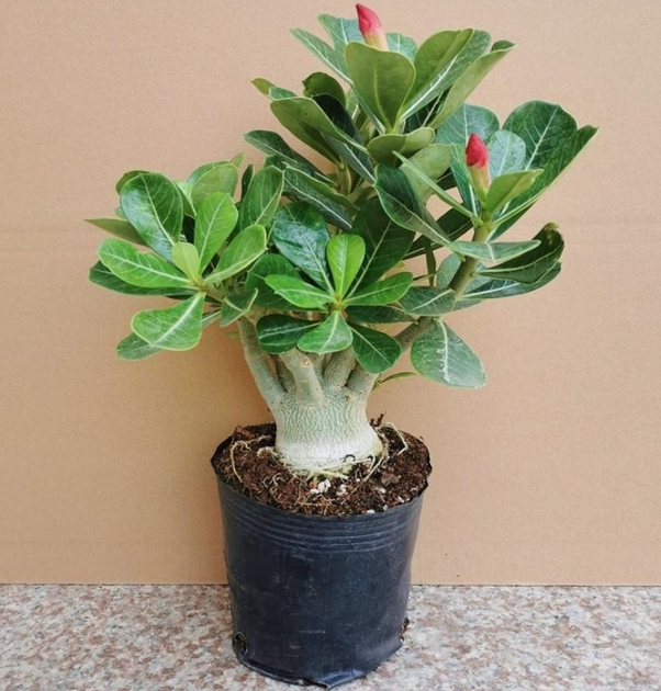 Семена — Адениум «Роза пустыни» (Adenium obesum), смесь, 2 шт. - изображение 3