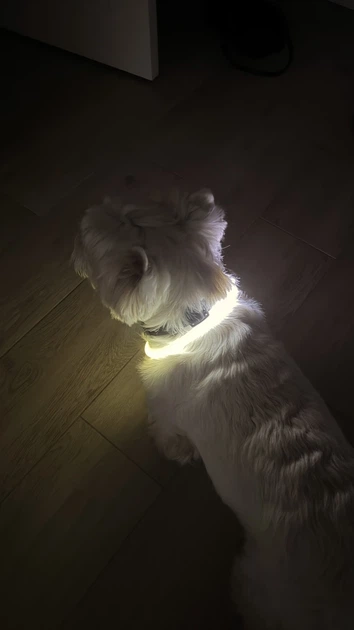 Яркий светодиодный LED ошейник для собак и кошек 70 см (можно укорачивать) с USB-заряд. Видимость до 500м в темноте. Цвет белыый. - изображение 5