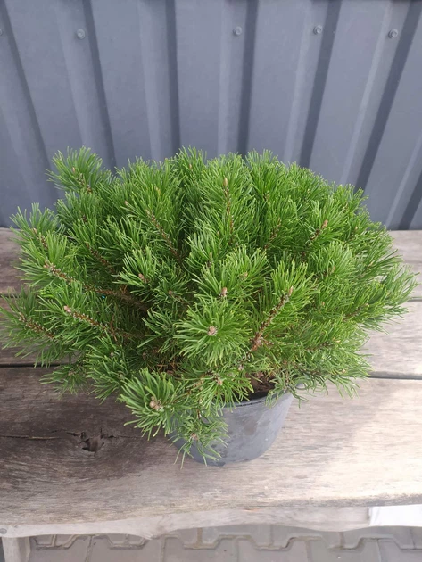 Сосна горная Pumilio 40 см - Фото 3 Сосна горная Pumilio 40 см - изображение 3