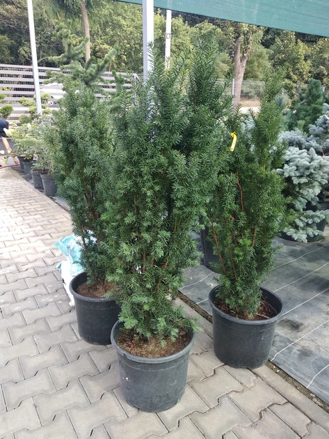 Тис средний Hillii С10 - Фото 2 Тис средний Hillii С10 - изображение 2