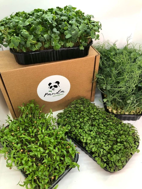 Набір для вирощування мікрозелені Panda microgreen на 7 врожаїв (7 видів культур) - изображение 2