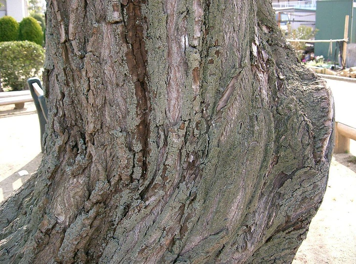 Ива вавилонская/ Salix babylonica var. pekinensis Pendula C60 Р300-320 D12-14 - Фото 6 Ива вавилонская/ Salix babylonica var. pekinensis Pendula C60 Р300-320 D12-14 - изображение 6