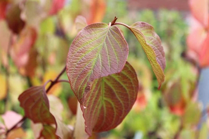 Дерен душистый Блю Клауд / Cornus amomum Blue Cloud, С3 - изображение 8