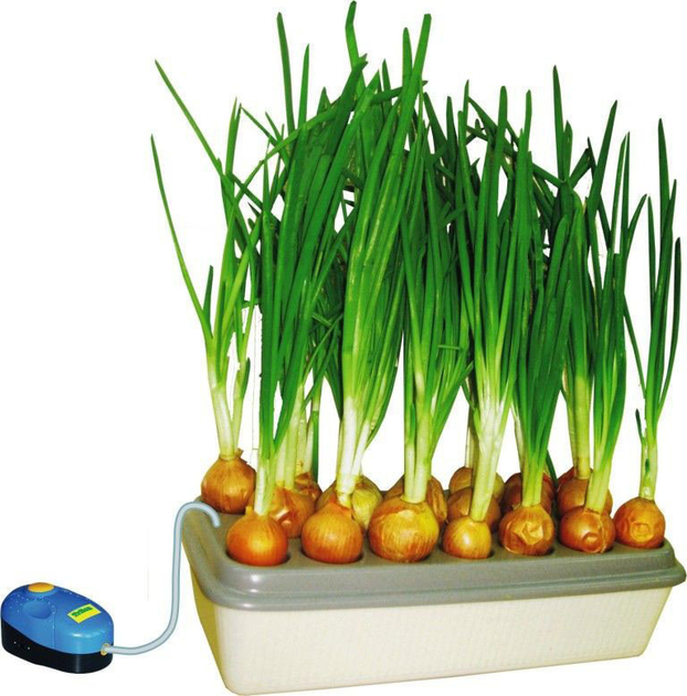 Выращивание лука на гидропонике в домашних условиях | Блог DzagiGrow